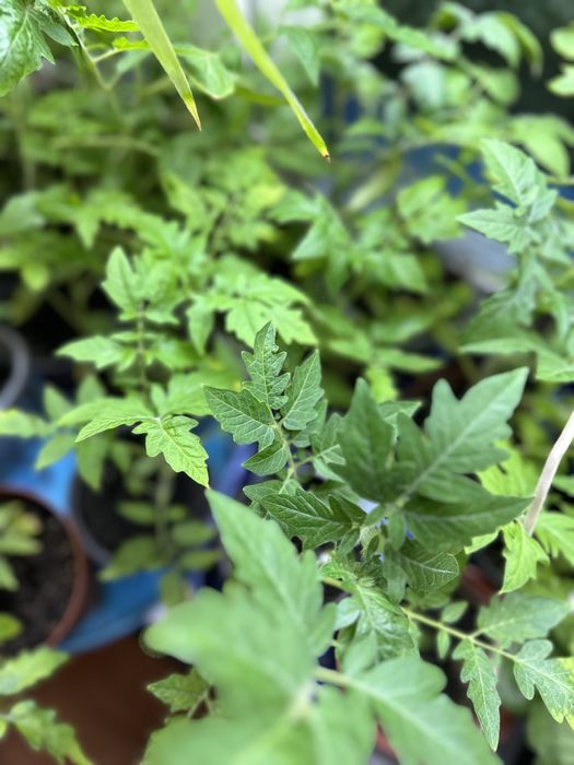 Продам рассаду помидор