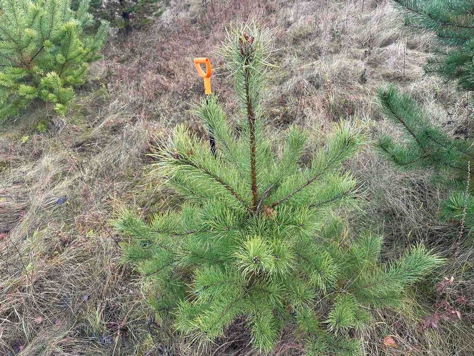 кримка, сосна купити, кримська сосна