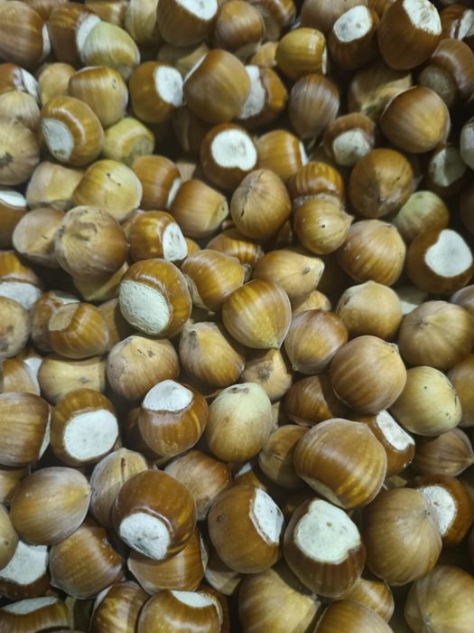 Kataloński orzech laskowy 5 kg