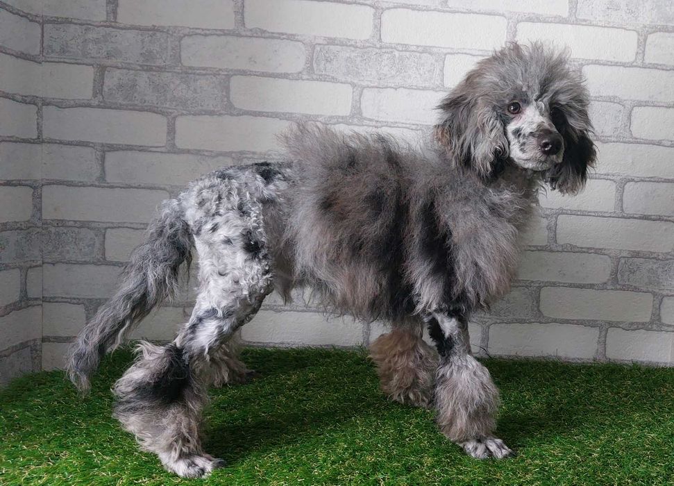 Пудель мраморный МЕРЛЕ мальчик