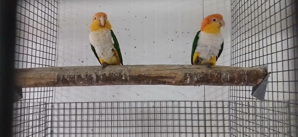 Marianinhas cabeça canela casal