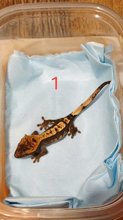 Gekon orzęsiony jaszczurka