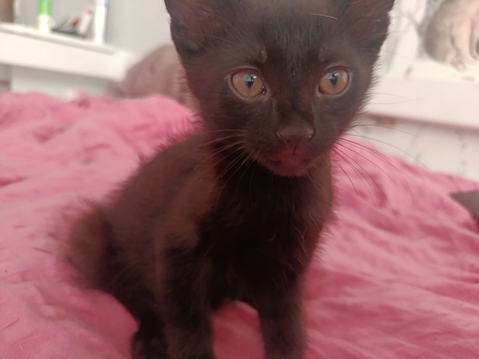 Віддам котика 2 місяці