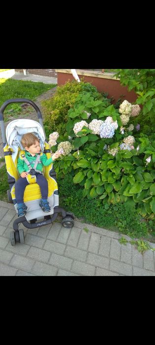 Коляска Нуна оригинал