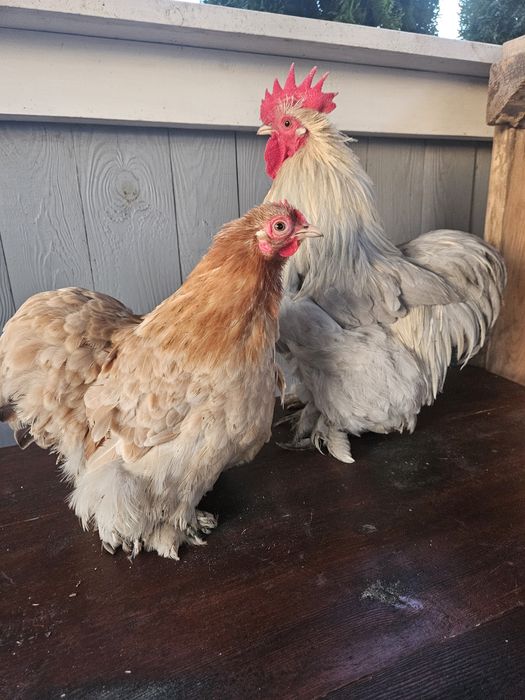 Koguty karzełek kochin miniaturowy