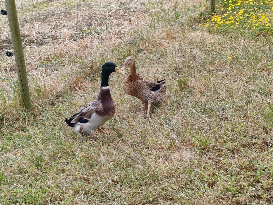 Ovos Patos jardim juvenis ornamentais