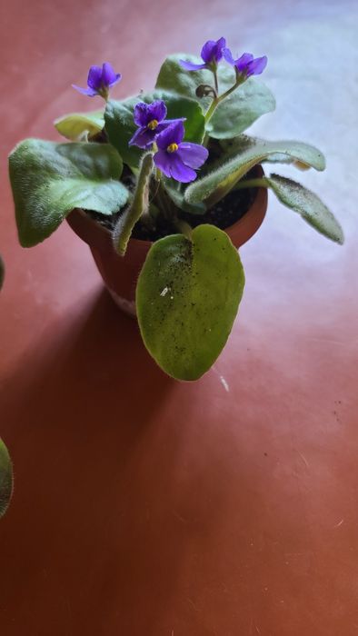 Продам детки фиалок