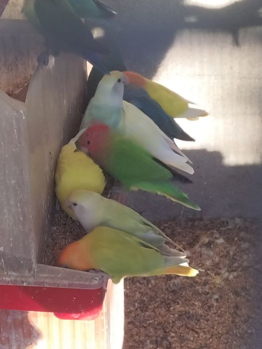 Agapórnis de todas as cores