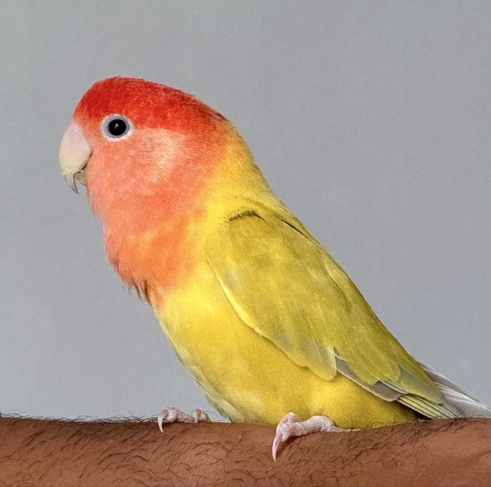 Bebê agapornis para criar a mão