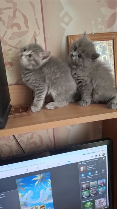 Продаються кошенята