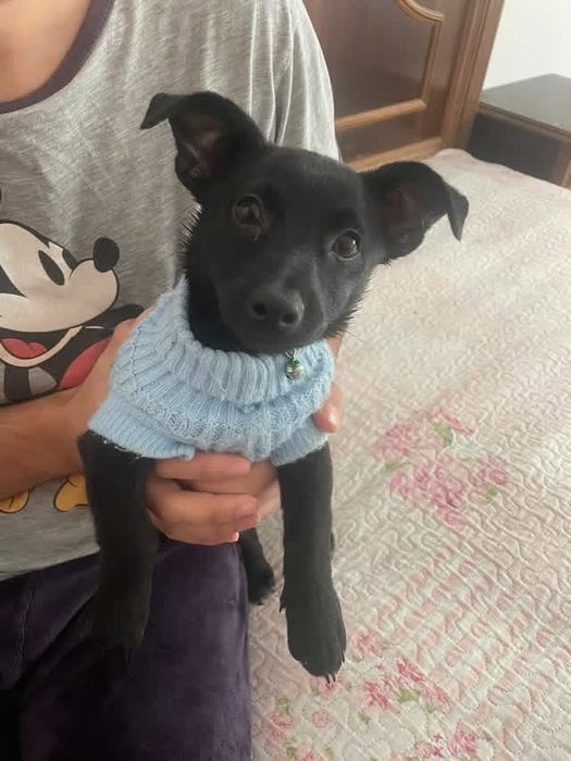 Dou cão com 7 meses meiguinho e brincalhão