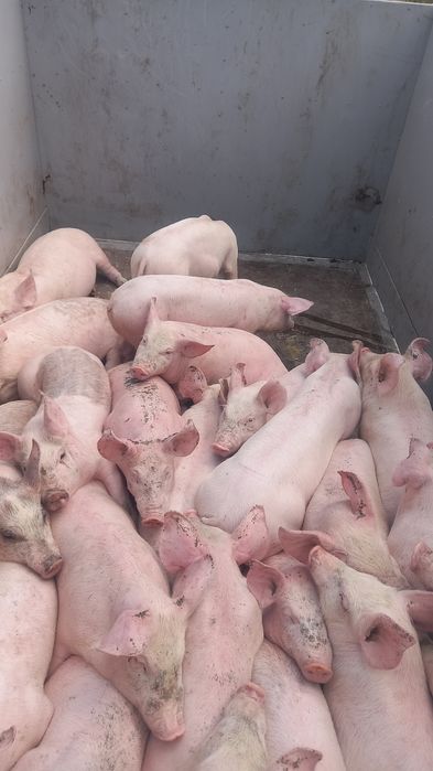 продам поросят ландрас петрен