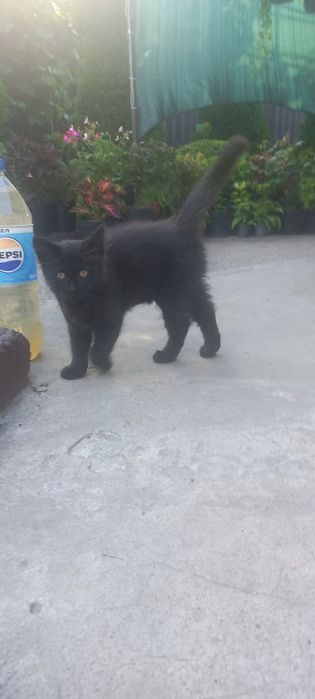 Отдам котят в хорошие руки.