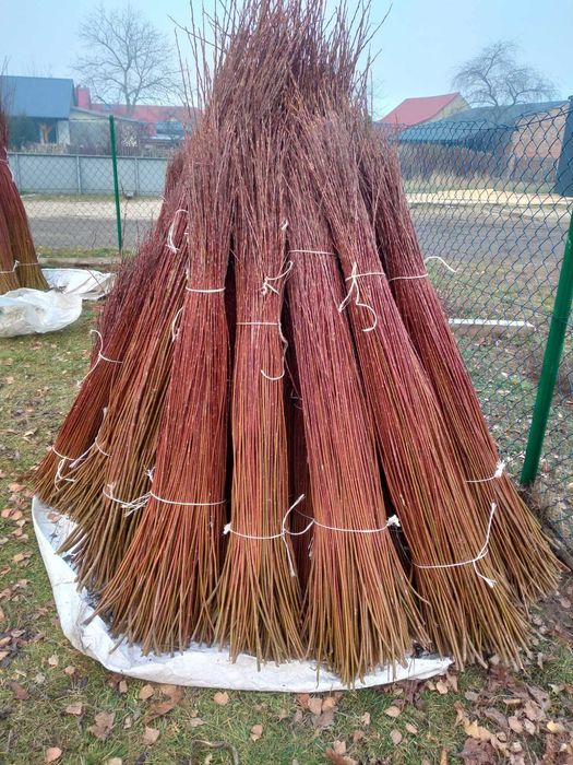 Wiklina sortowana, tegoroczna