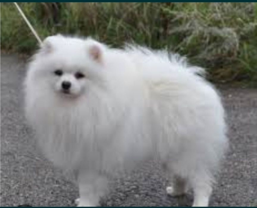 Померанцы девочки