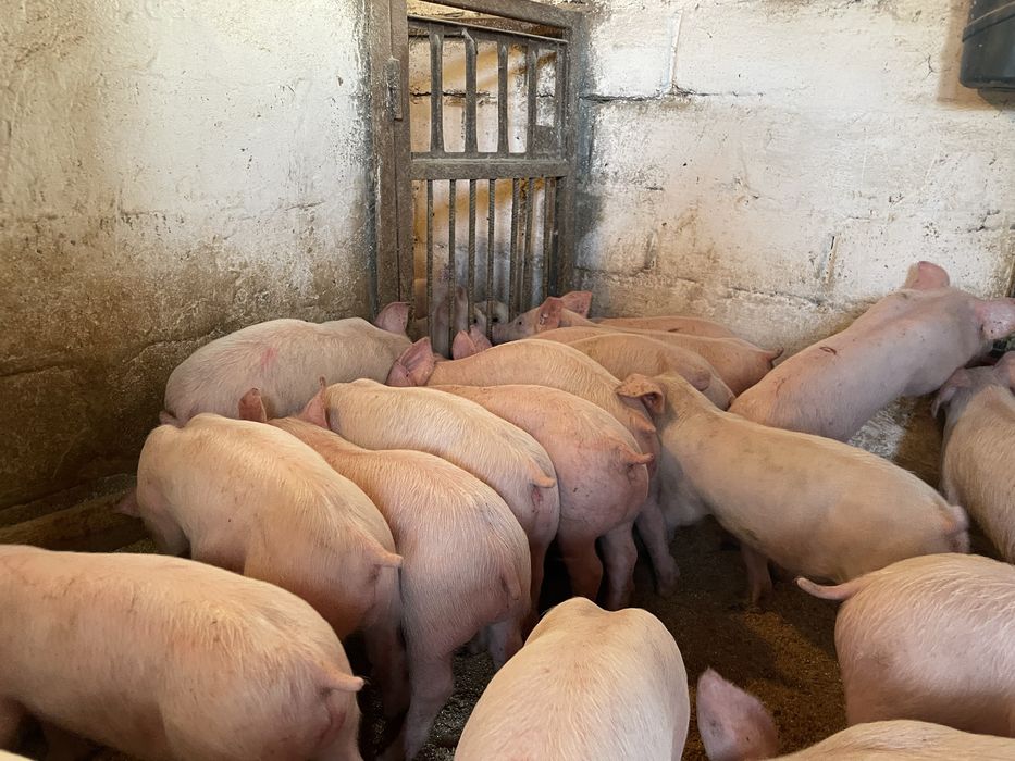 Продам поросят