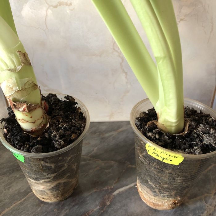 Гіпеаструм Mexico x Marilyn