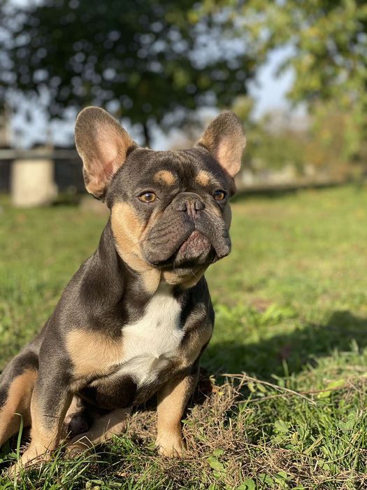 Французский бульдог в'язка. Ізабеллагенний