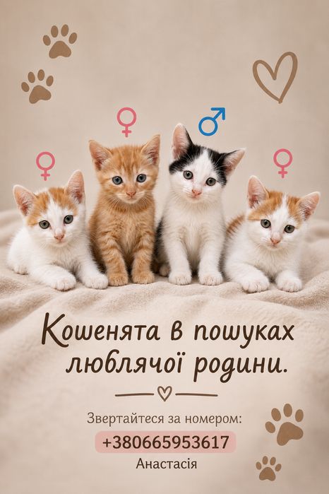 Четверо маленьких котиків чекають на свою сім’ю.