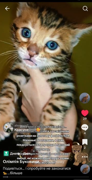 Кошенята перспективні для виставок,леопардики для вашої родини..