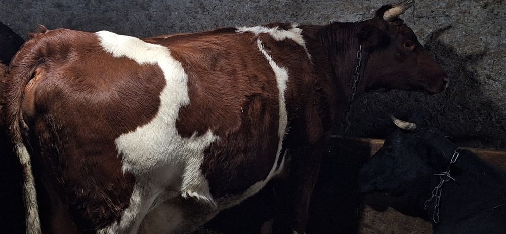 Продаётся  коровка Айширской породы оды