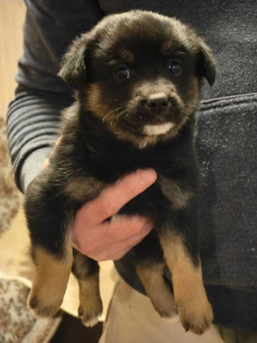 Собачат в добрі руки