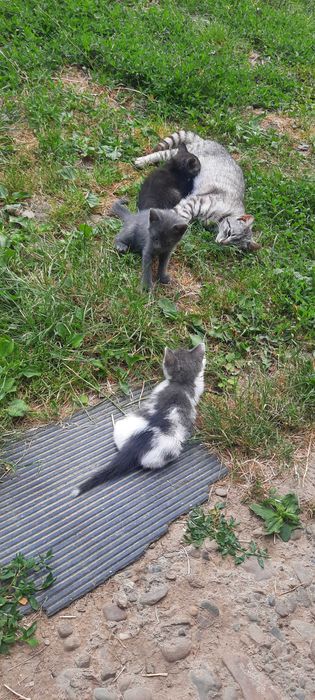 Віддам в добрі руки