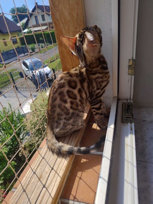 Kocurek  bengalska