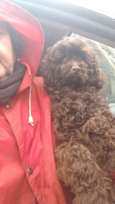 Коричневий пудель на в'язку