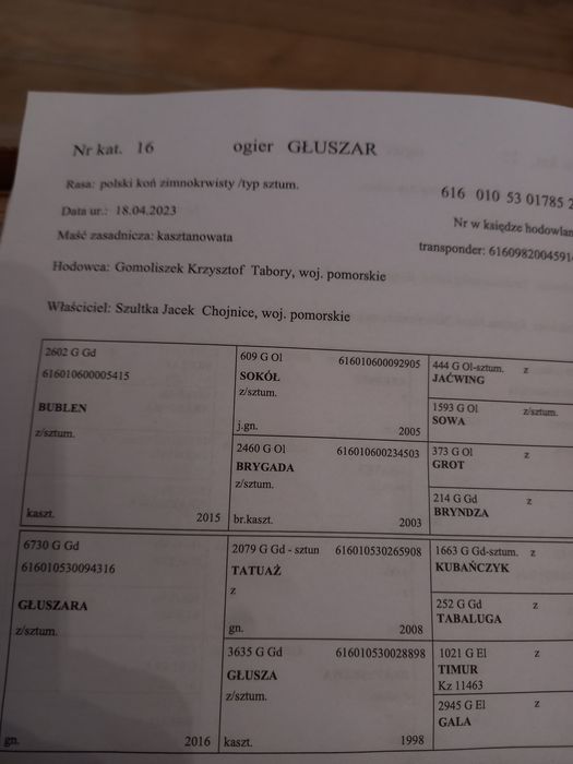 Sprzedam ogiery sztumskie