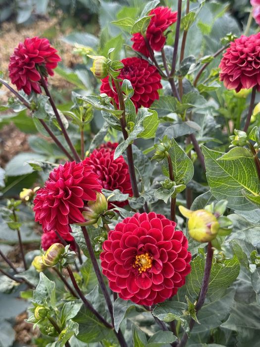 Жоржини помпонні Cherish, Tam Tam, Cornel Bronze, Rocco