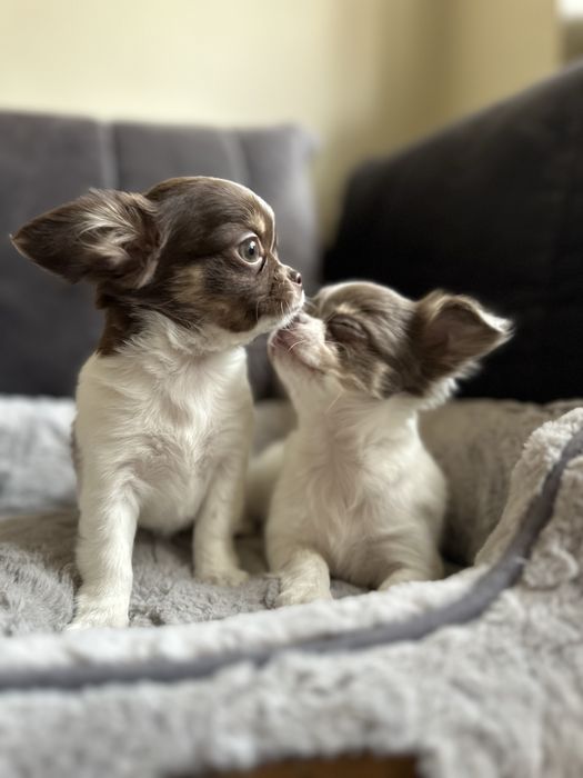 Chihuahua dziewczyna