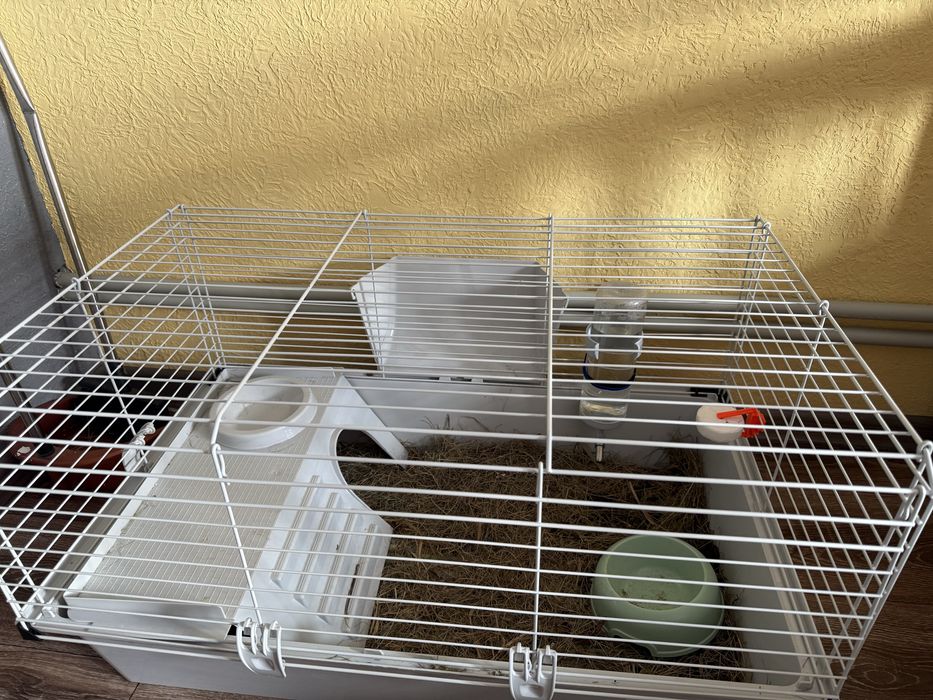 Морська свинка з кліткою