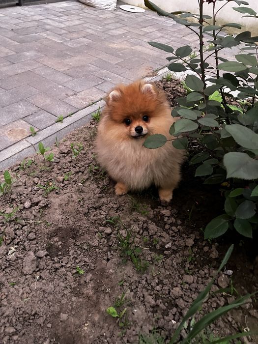 Шикарний ведмедик померанчик