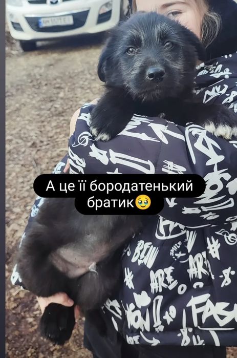 Цуценята три хлопа три дівчини