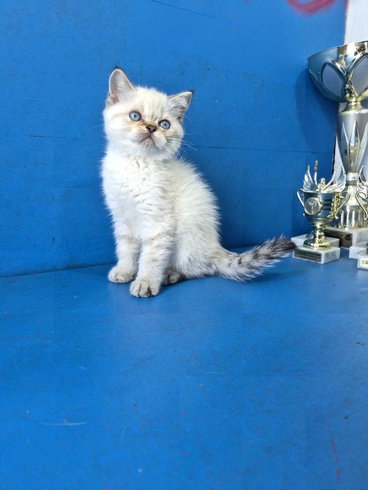 Шотландський маленький красунчик