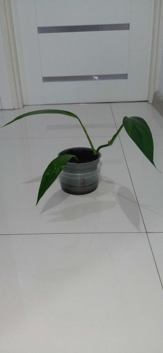 Sadzonka nr3 z doniczką epipremnum amplissimum