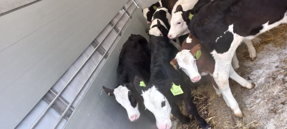 Cielęta krzyżówki