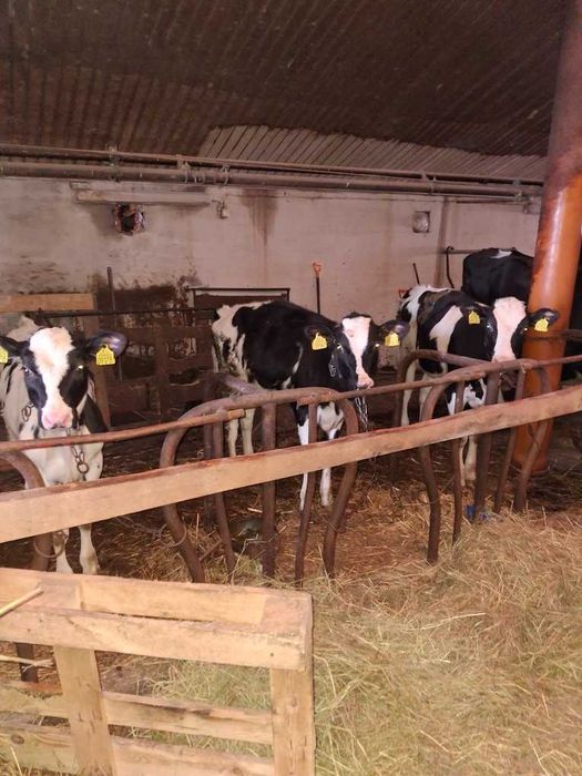 Odsadki jałówki do howu