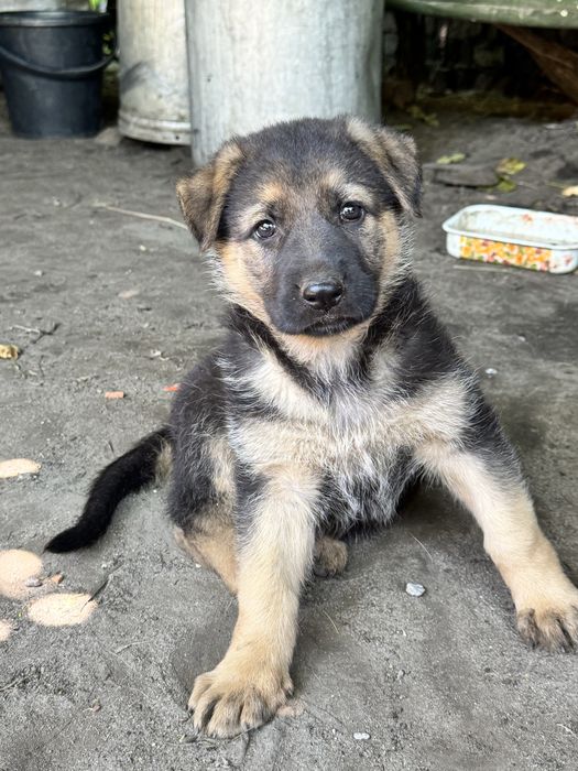 Цуценя східноєвропейської овчарки