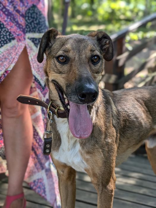 Przepiękny Pesto w typie charta szuka domu! Adopcja