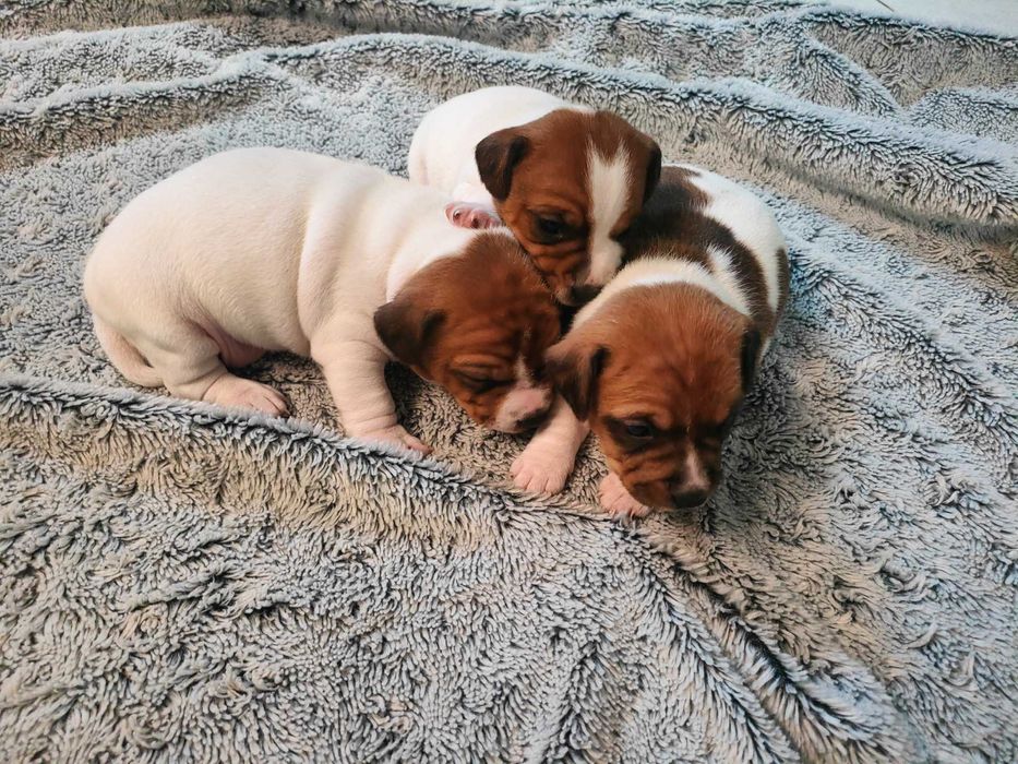 Szczeniaki Jack Russell Terrier