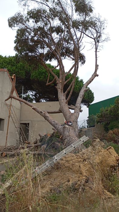 Faço, remussões de troncos _raizes"podas,abates de árvores.construcao,