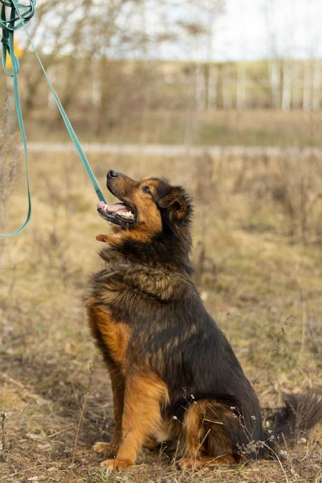 Gibson – długowłosy mieszaniec owczarka, wierny i wrażliwy