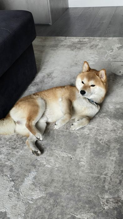 Ищем невесту для вязки