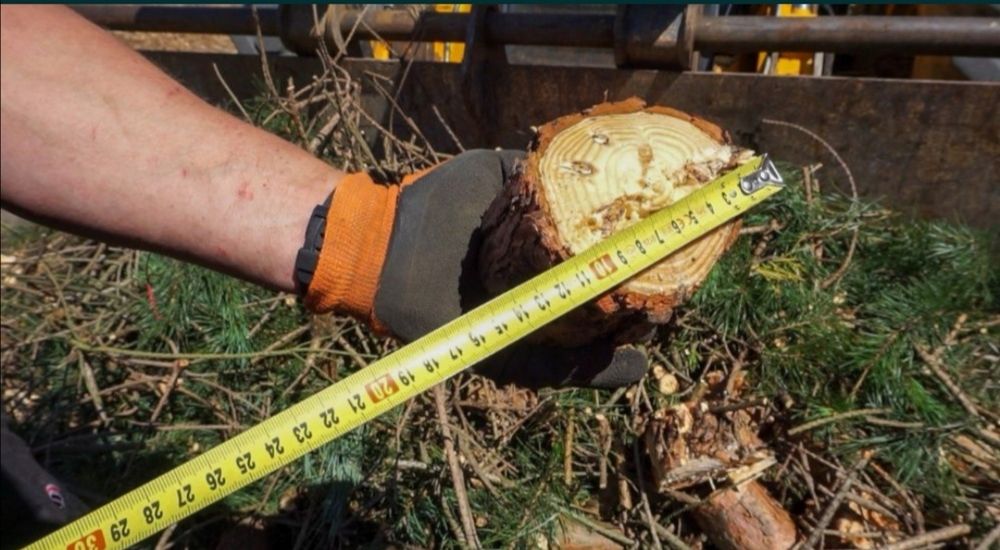 Wynajmę rębak do gałęzi, rozdrabniacz do 10 cm walcowy tarczowy