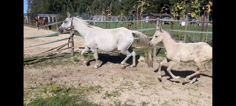 Aqh bułany ogierek Quarab arab izabelowaty