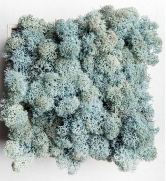 Стабілізований мох ягель, різні кольори