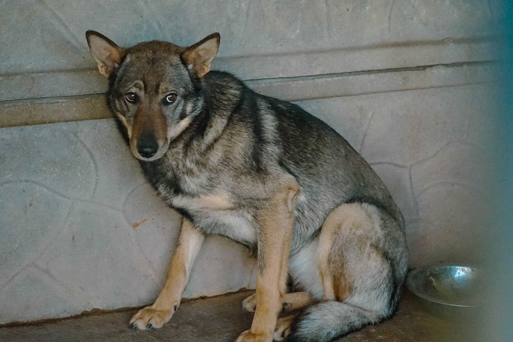 Lorka - unikatowa suczka szuka domu