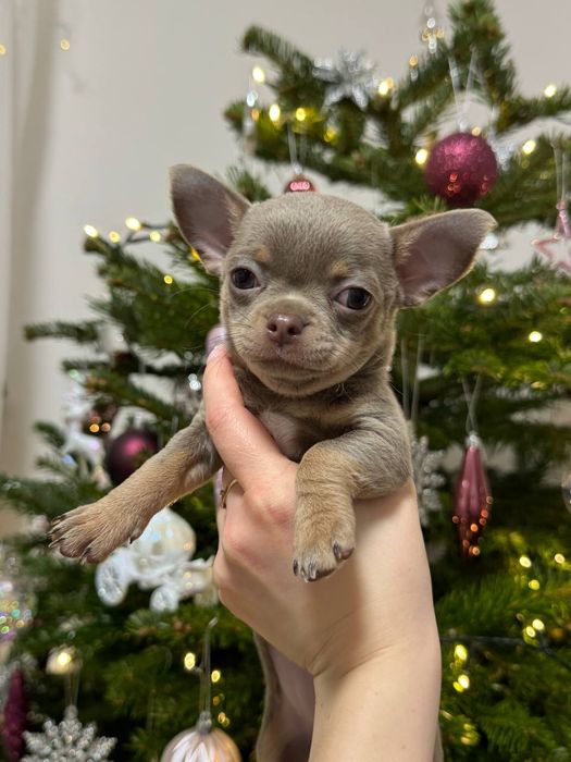 Sunia Chihuahua krótkowłosa